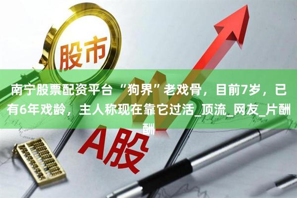 南宁股票配资平台 “狗界”老戏骨，目前7岁，已有6年戏龄，主人称现在靠它过活_顶流_网友_片酬